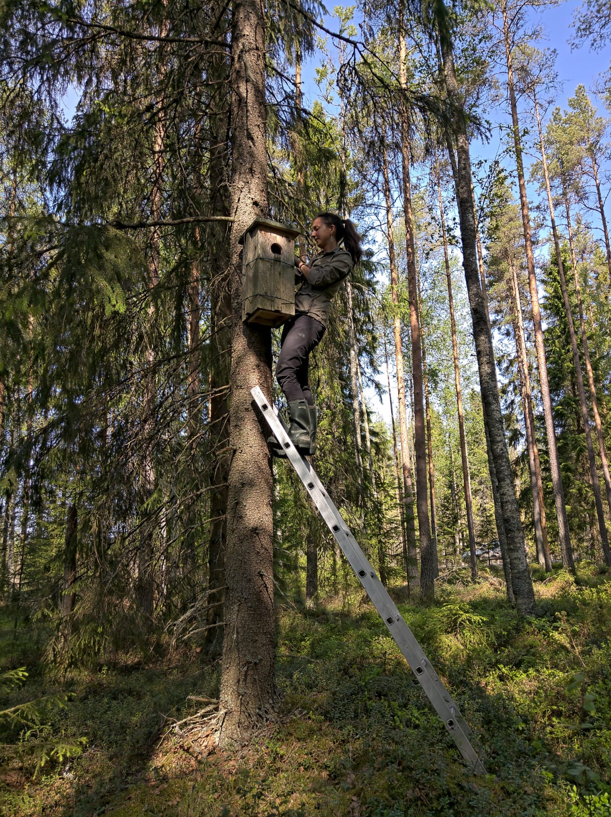 Giulia Masoero kiipeämässä puuhun, jossa on varpuspöllön pönttö.