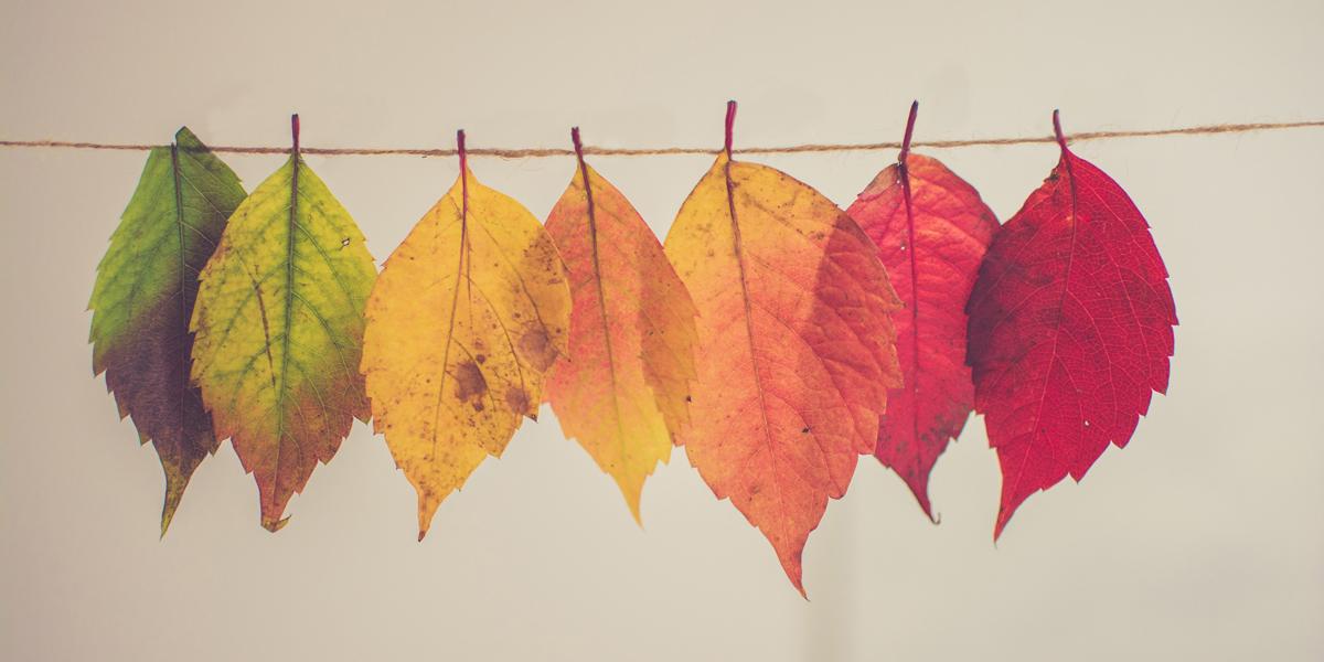 Green, yellow and red leaves on a string