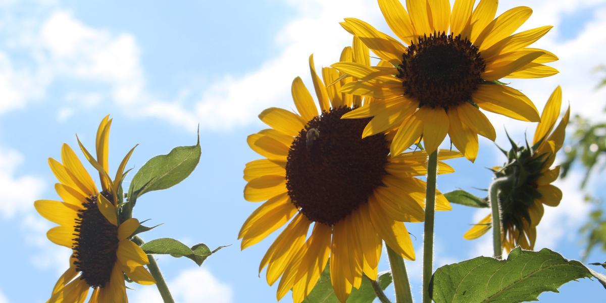 Närbild av tre solrosor mot sommarhimmel