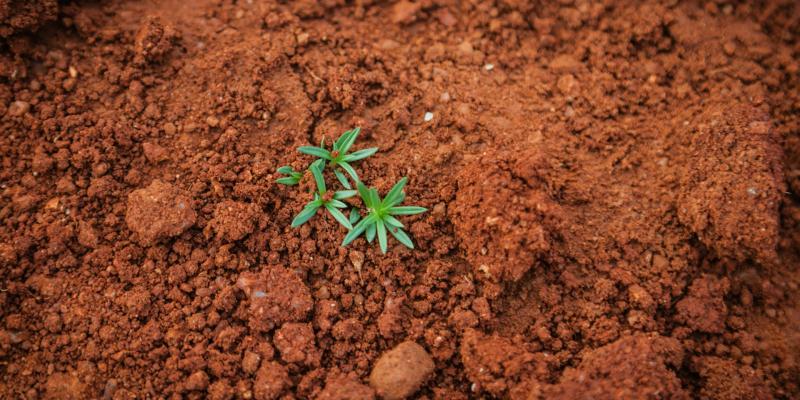 seedlings growing in dirt