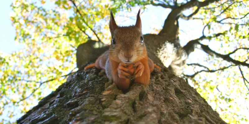 Brown squirrel on green leafed tree