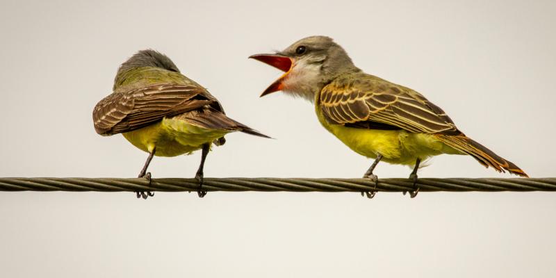 kuvituskuva kahdesta linnusta, jossa toisella on nokka auki
