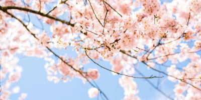 Foto av blommande körsbärsgrenar mot blå himmel.