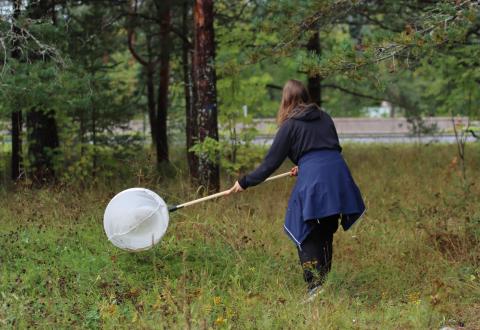 Bioblitz-osallistuja havainnoi haavin kanssa. 