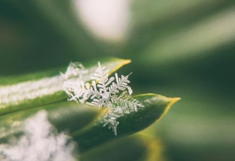 kuvituskuva jossa lumihiutale vihreällä lehdellä