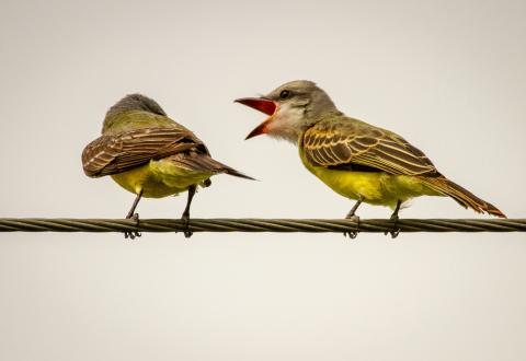 kuvituskuva kahdesta linnusta, jossa toisella on nokka auki