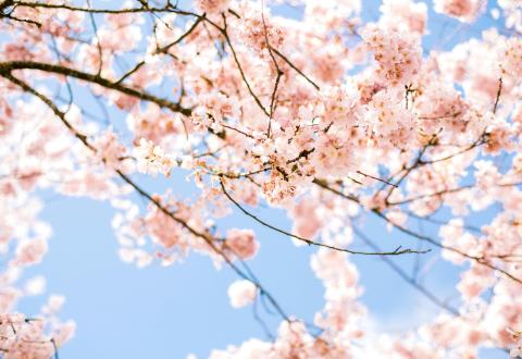 Foto av blommande körsbärsgrenar mot blå himmel.