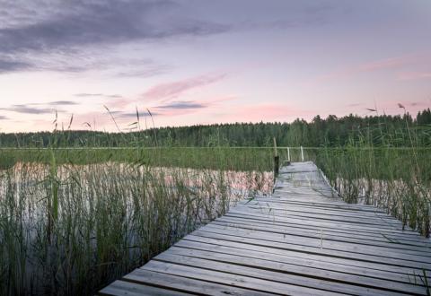 Kuvituskuva: laituri kaislikossa, kesäjärvi